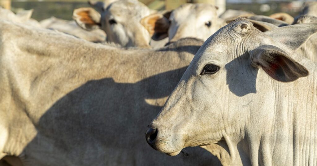 qual e o destaque da pecuaria intensiva em tocantins em relacao aos confinamentos bem estruturados 2