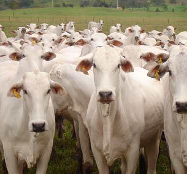 Qual é o impacto do protocolo entre Brasil e Indonésia na abertura de mercados para o agronegócio brasileiro?