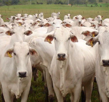 qual e o impacto do protocolo entre brasil e indonesia na abertura de mercados para o agronegocio brasileiro