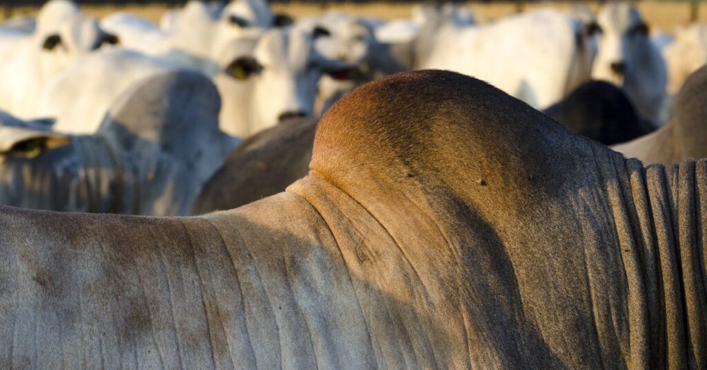 qual e o indicador do cepea que caiu abaixo dos r 200 apos tres anos atingindo r 19975