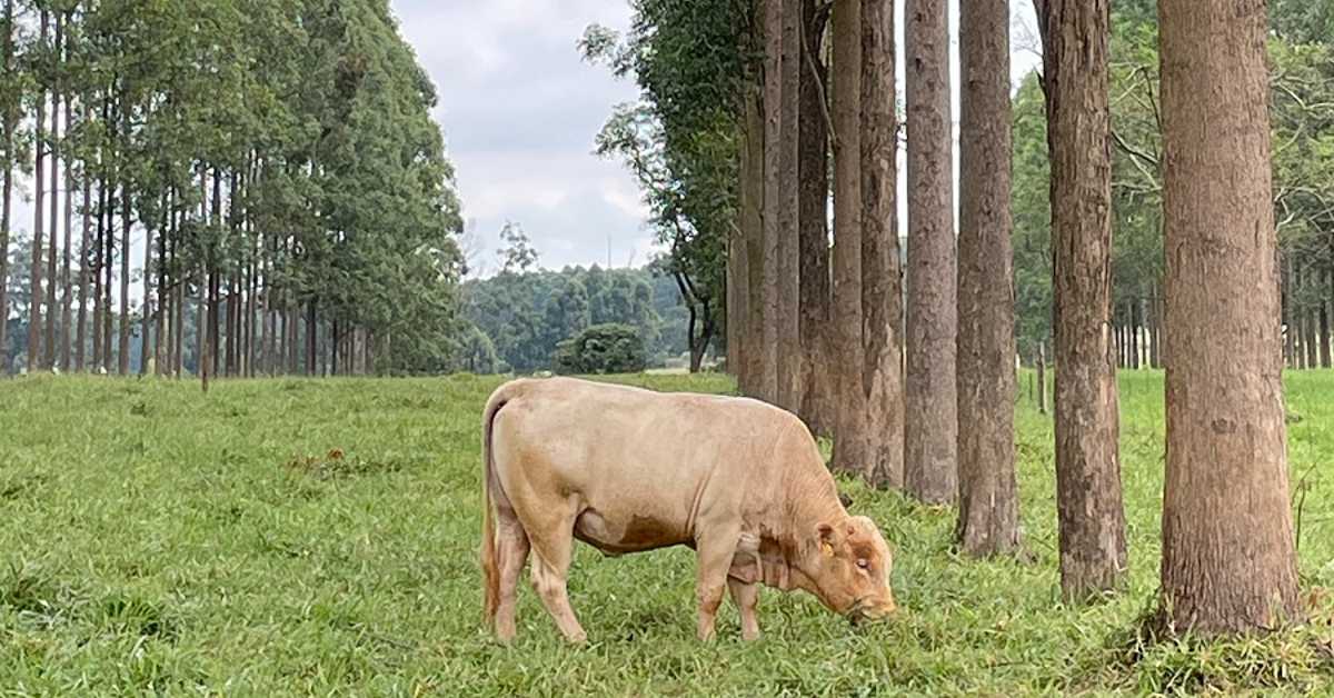 qual e o motivo da cidade de sao carlos sp receber a caravana ilpf em setembro