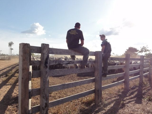 Qual é o motivo do Ibama retirar cabeças de gado de terra indígena e o que será feito com os bois retirados?