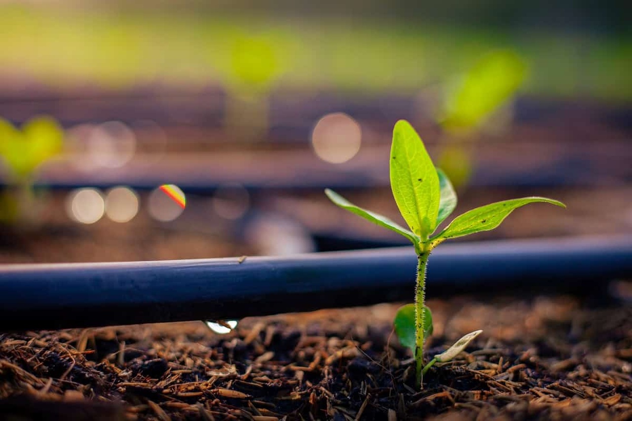 Qual é o novo sistema de irrigação que oferece menor custo e alta eficiência?