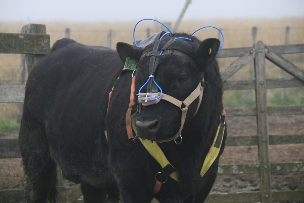 qual e o objetivo da pesquisa no sul em transformar a producao de carne