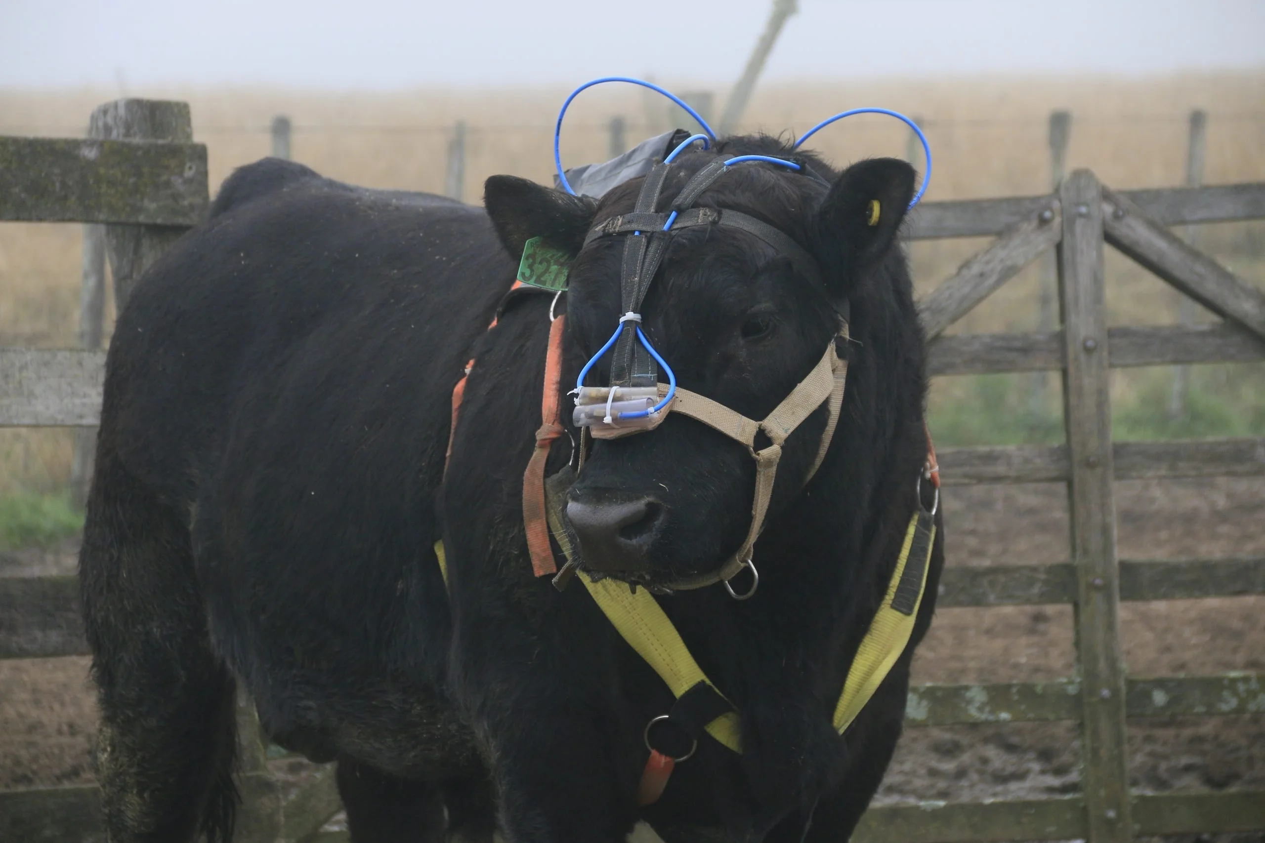 Qual é o objetivo da pesquisa no Sul em transformar a produção de carne? 26 qual e o objetivo da pesquisa no sul em transformar a producao de carne
