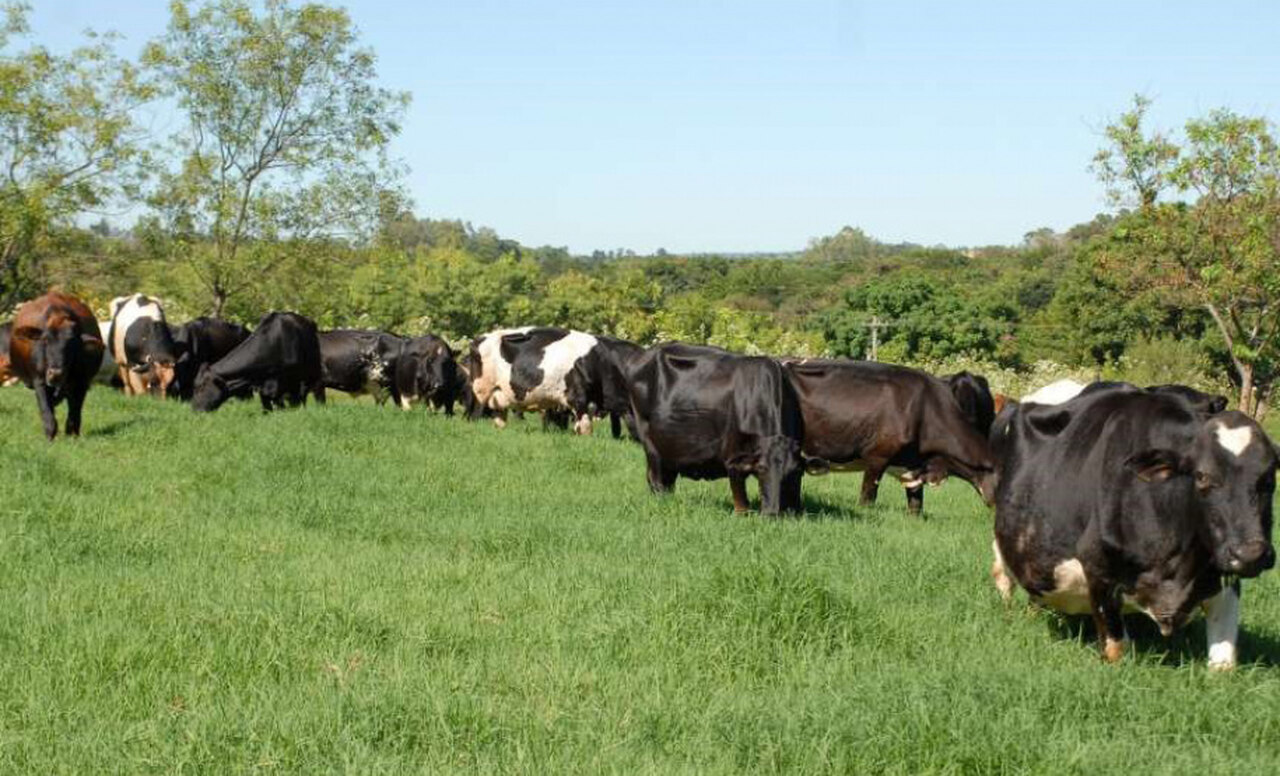 Qual é o objetivo do diagnóstico que está sendo realizado no Paraná para melhorar o desempenho da produção leiteira? 9 qual e o objetivo do diagnostico que esta sendo realizado no parana para melhorar o desempenho da producao leiteira