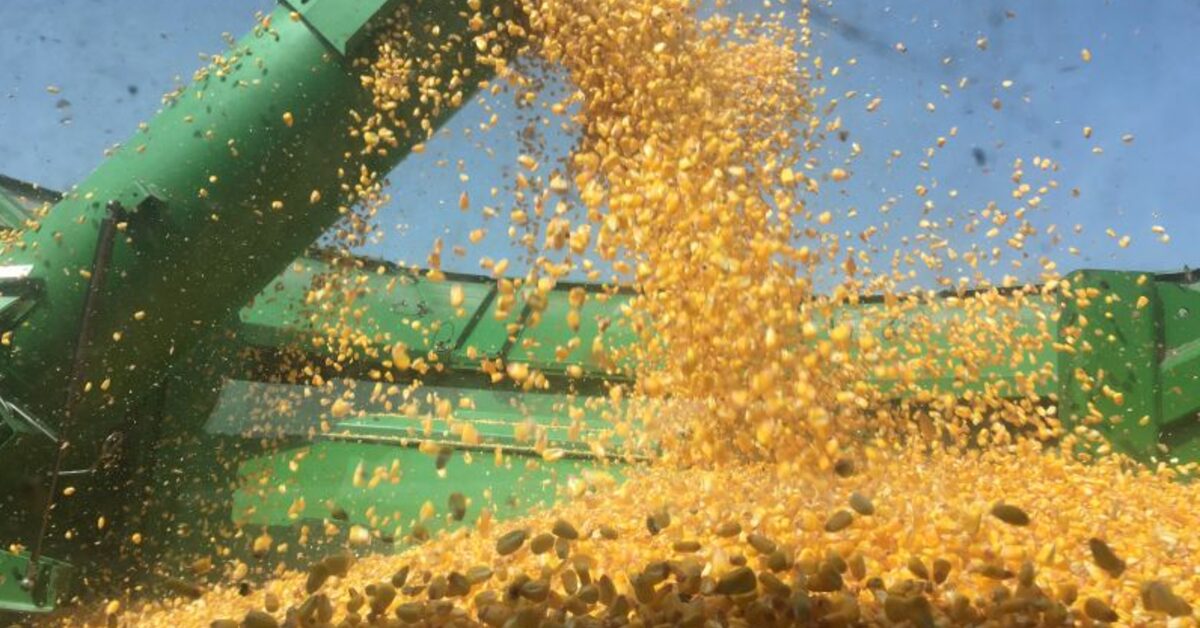 Qual é a porcentagem da área no Brasil em que a colheita de milho 2º safra alcançou 72,4%, de acordo com a Conab no Portal DBO?