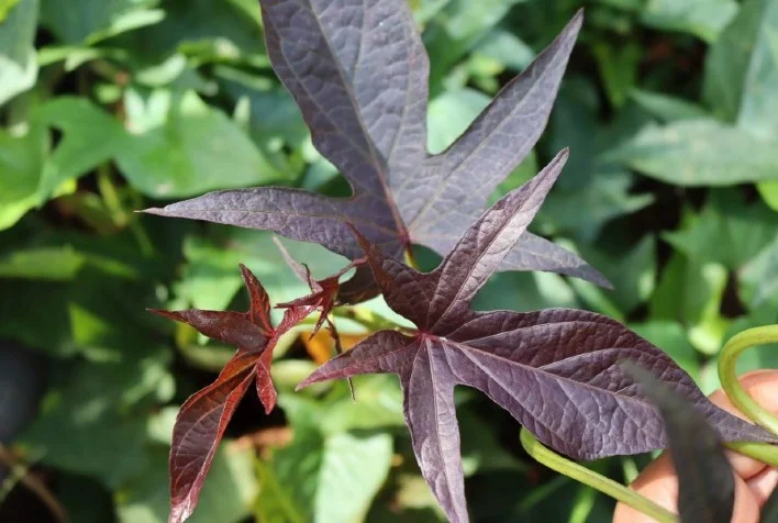 qual e o potencial da batata doce para a ornamentacao de jardins e espacos publicos