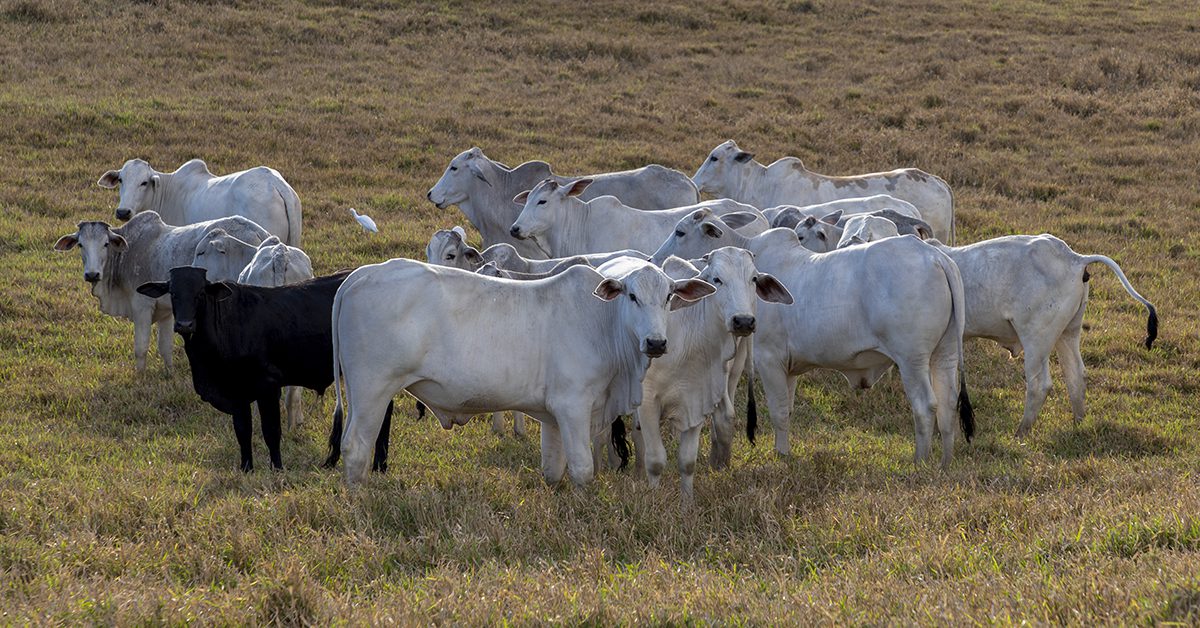 Qual é o recuo do Indicador do boi gordo para o período desde dezembro de 2008 de acordo com o Portal DBO?