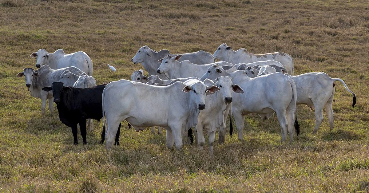 Qual é o recuo do Indicador do boi gordo para o período desde dezembro de 2008 de acordo com o Portal DBO?