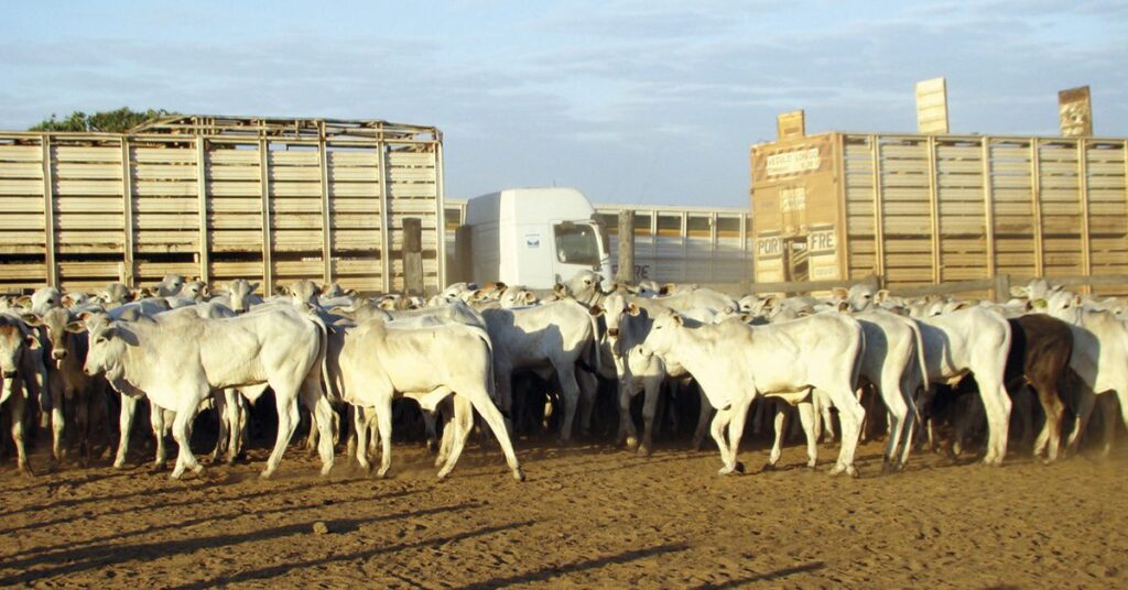 qual e o resultado apontado pelo imea sobre o abate de matrizes em mato grosso