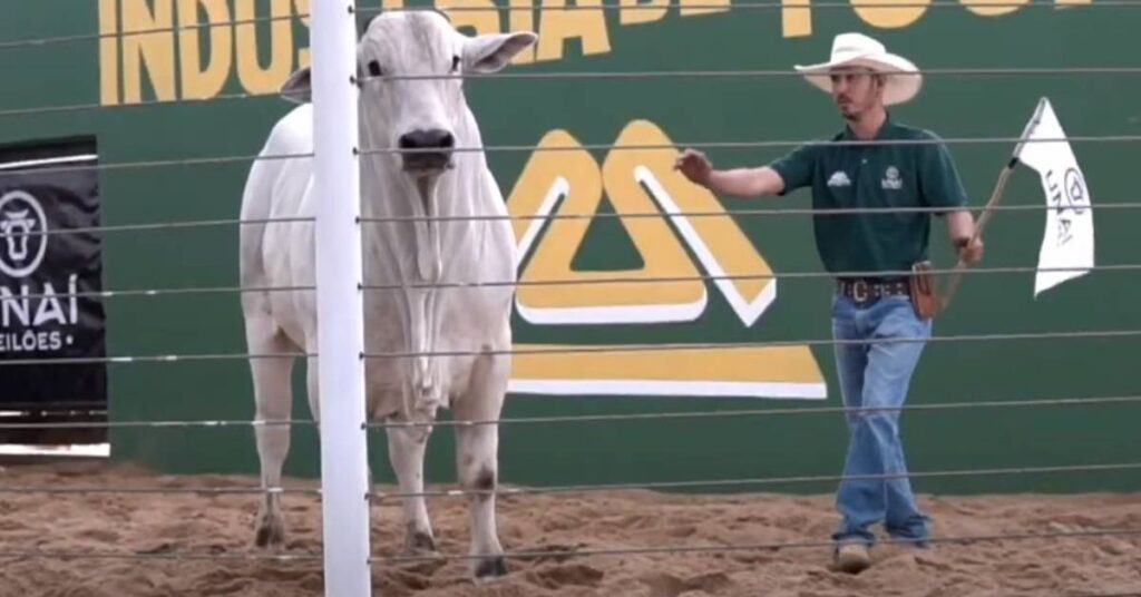 qual e o tipo de leilao que a industria de touros rima agropecuaria esta realizando e qual e a raca de touros que esta sendo leiloada