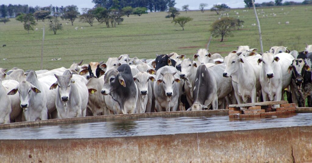 qual e o titulo do livro lancado pela embrapa pecuaria sul sobre o uso racional da agua na pecuaria 1