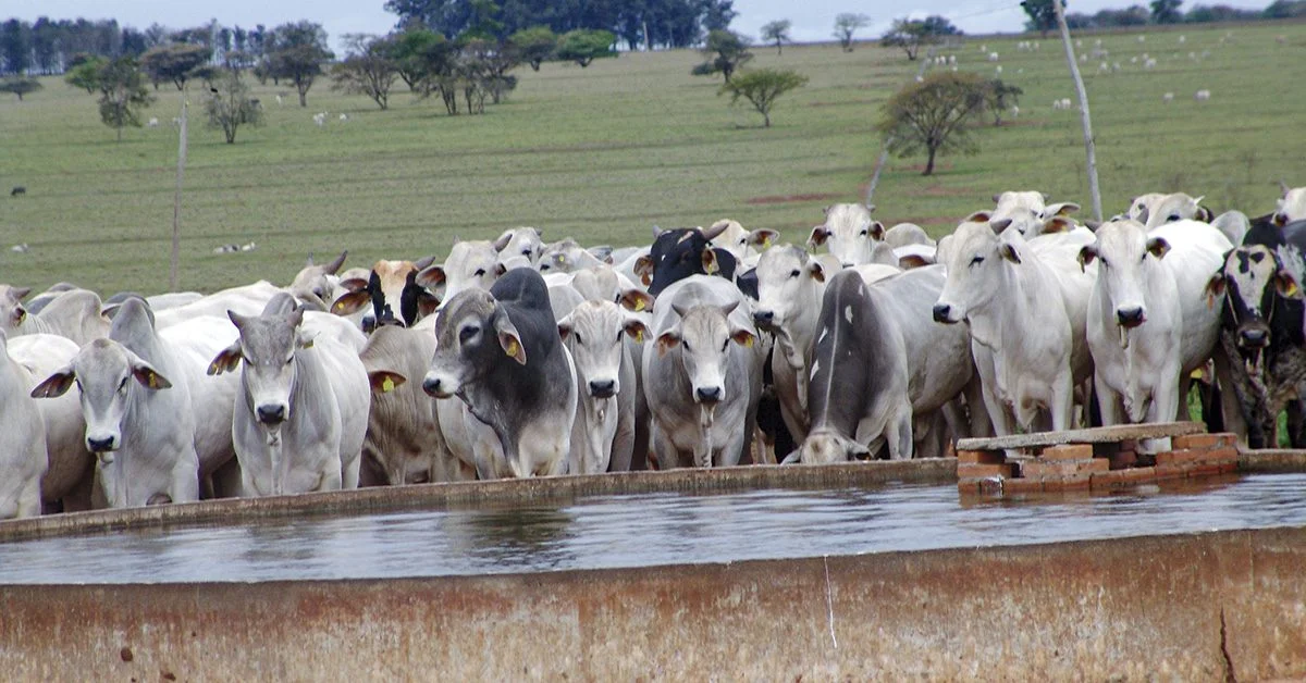Qual é o título do livro lançado pela Embrapa Pecuária Sul sobre o uso racional da água na pecuária? 4 qual e o titulo do livro lancado pela embrapa pecuaria sul sobre o uso racional da agua na pecuaria 1