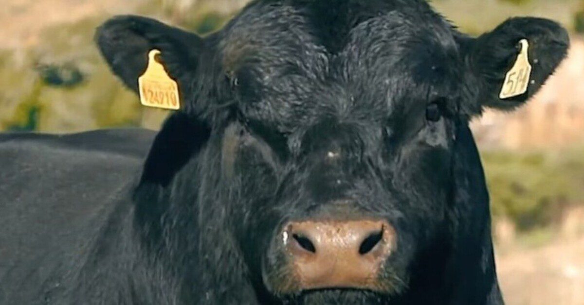 Qual é o valor atribuído a um touro da raça Angus no evento ‘Excelência Catarinense’ no Portal DBO?