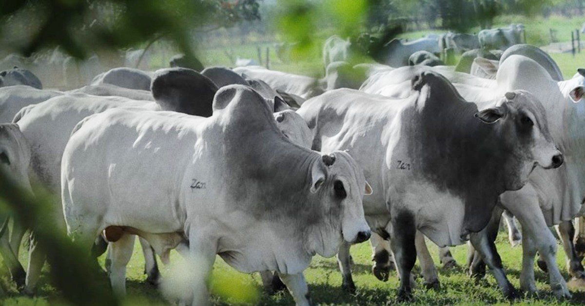 Qual é o valor médio de comercialização dos touros PO pela Bela Alvorada Nelore Zan?
