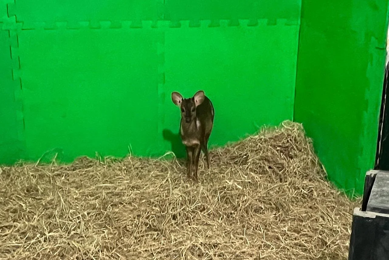 qual foi a acao dos veterinarios do iat que levou a devolucao do veado catingueiro a natureza