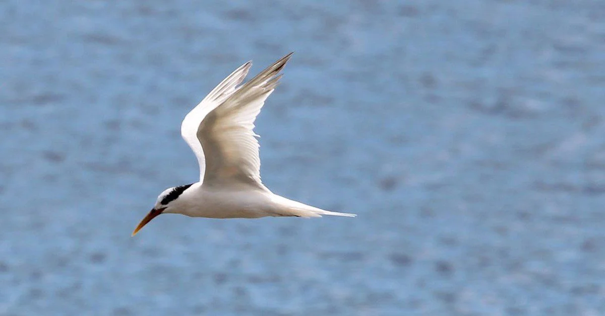 Estado de emergência renovado para gripe aviária - Leia mais! 🐔 6 qual foi a acao tomada pelo governo de sp em relacao a gripe aviaria 1