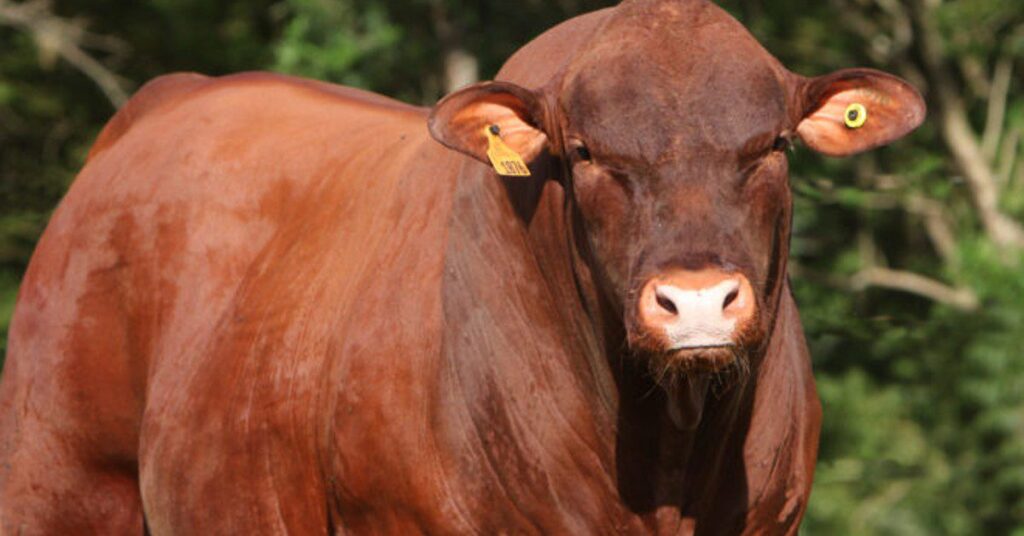 qual foi a liquidez do leilao touros topazio que registrou 100 com senepol po de acordo com o portal dbo