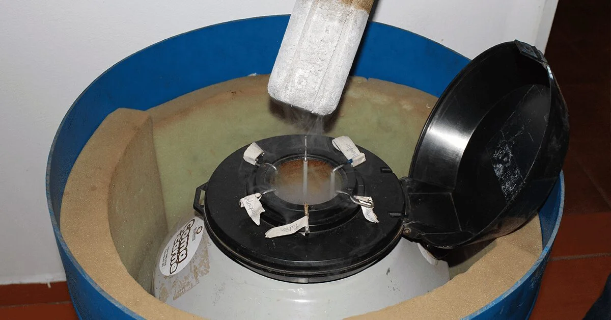 Qual foi o crescimento da exportação de sêmen bovino com aptidão para corte no primeiro semestre, de acordo com a Asbia?