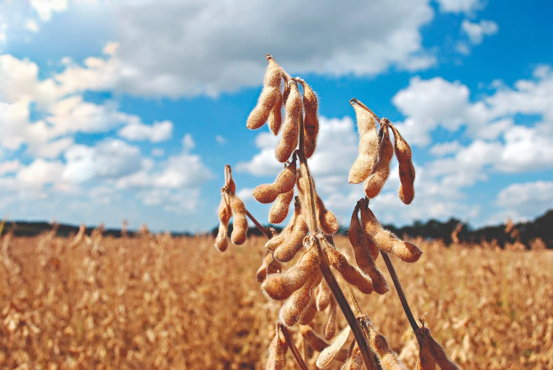 Qual foi o desempenho da soja em Chicago nesta semana e como está o mercado brasileiro? 9 qual foi o desempenho da soja em chicago nesta semana e como esta o mercado brasileiro