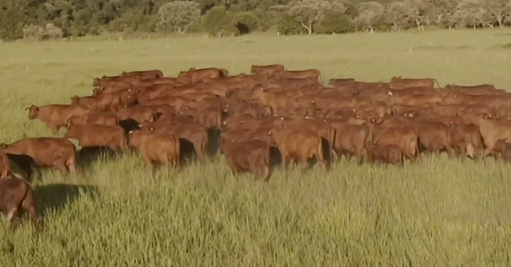 qual foi o destaque do lancamento do congresso internacional de santa gertrudis na expointer