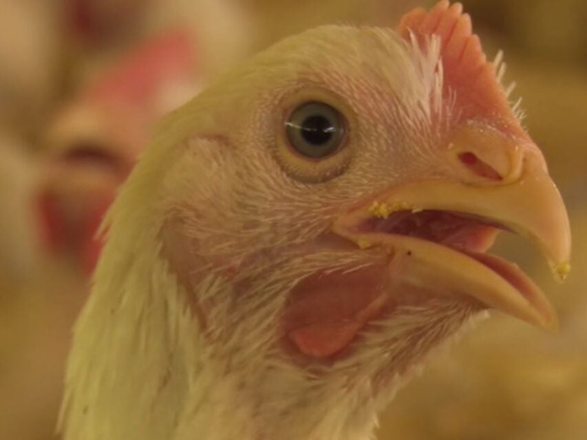 frango, manual de aves, probióticos, biossegurança