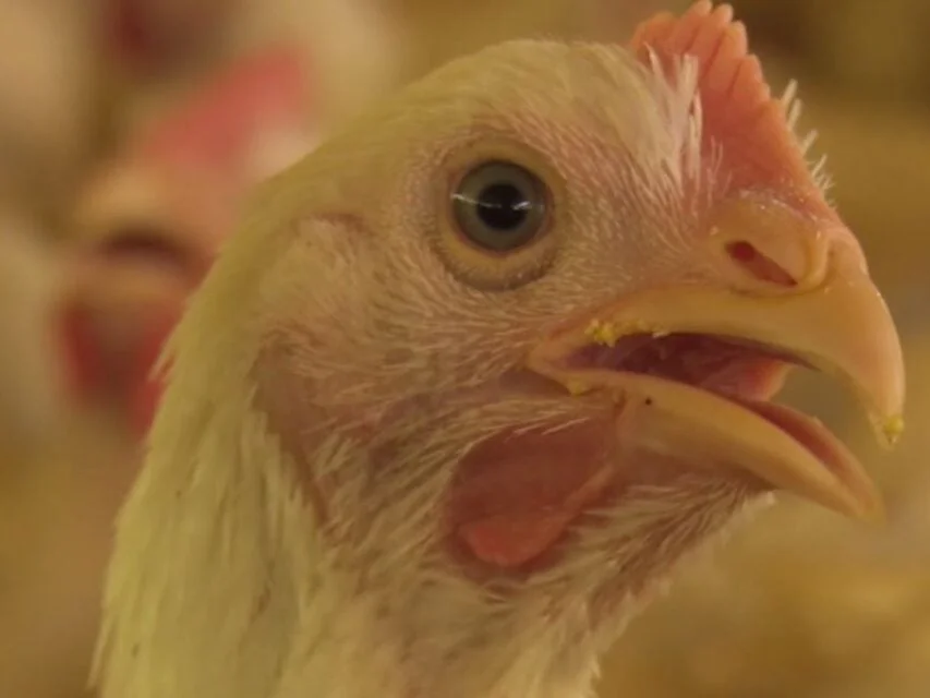 frango, manual de aves, probióticos, biossegurança