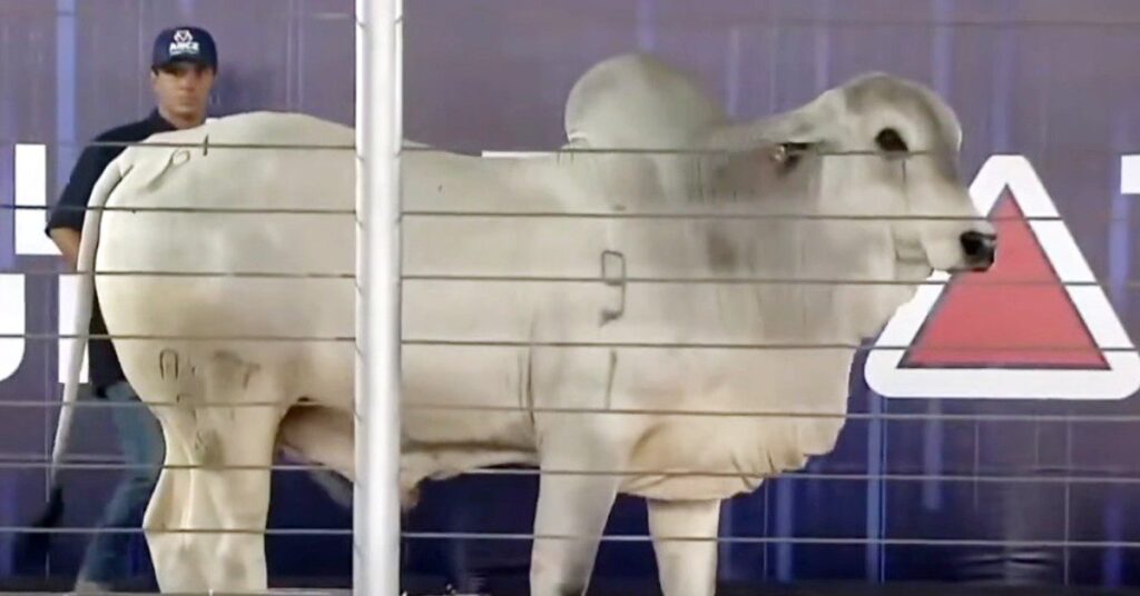 qual foi o valor movimentado pelo 6o leilao pnat realizado pelo portal dbo