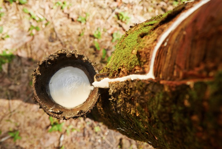 Qual medida o governo adotou em relação à alíquota de importação da borracha natural?