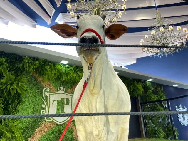 Qual o feito histórico alcançado por Terra Prometida, que quebrou o recorde dos leilões ao arrecadar R$ 56 milhões? 3 SHANKARA 4 FIV DO KALUNGA