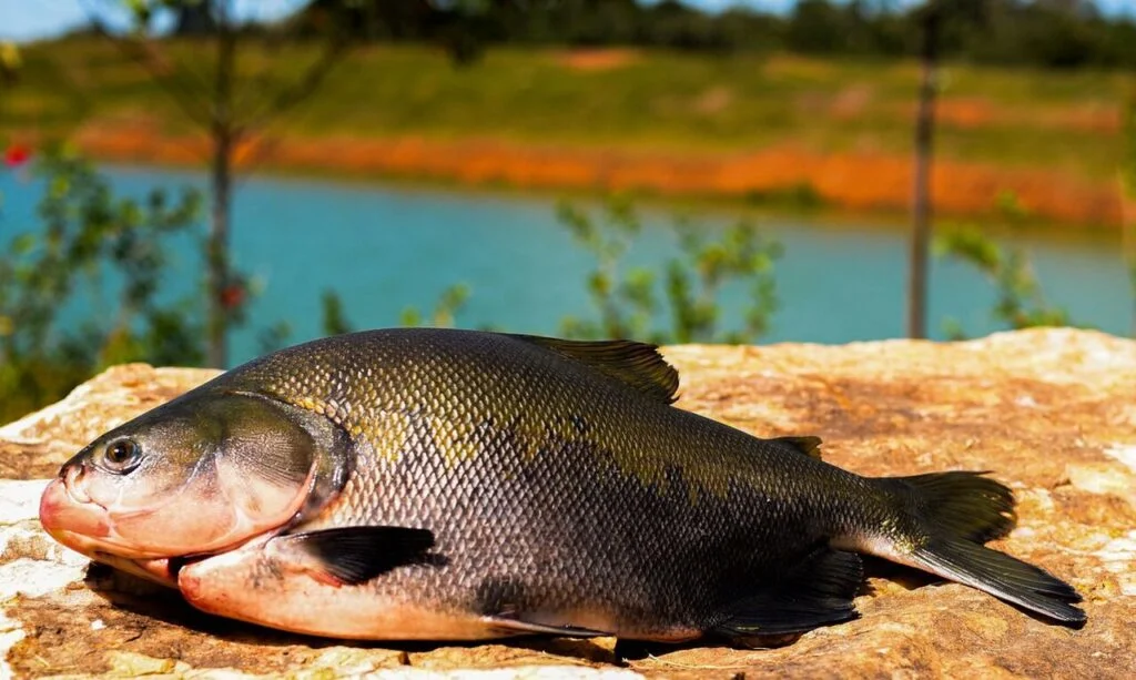 Qual o nome do animal marinho com escamas e nadadeiras que é conhecido como peixe? 4 qual o nome do animal marinho com escamas e nadadeiras que e conhecido como peixe
