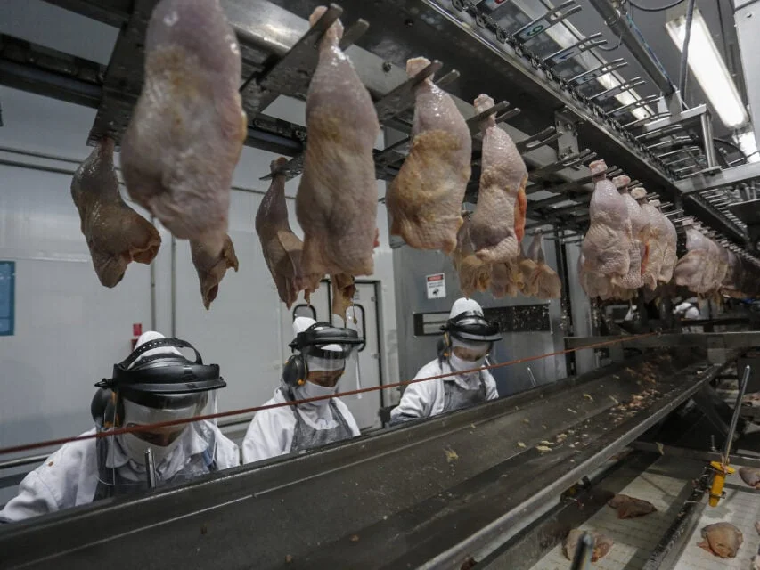 paraná-frango-abatido