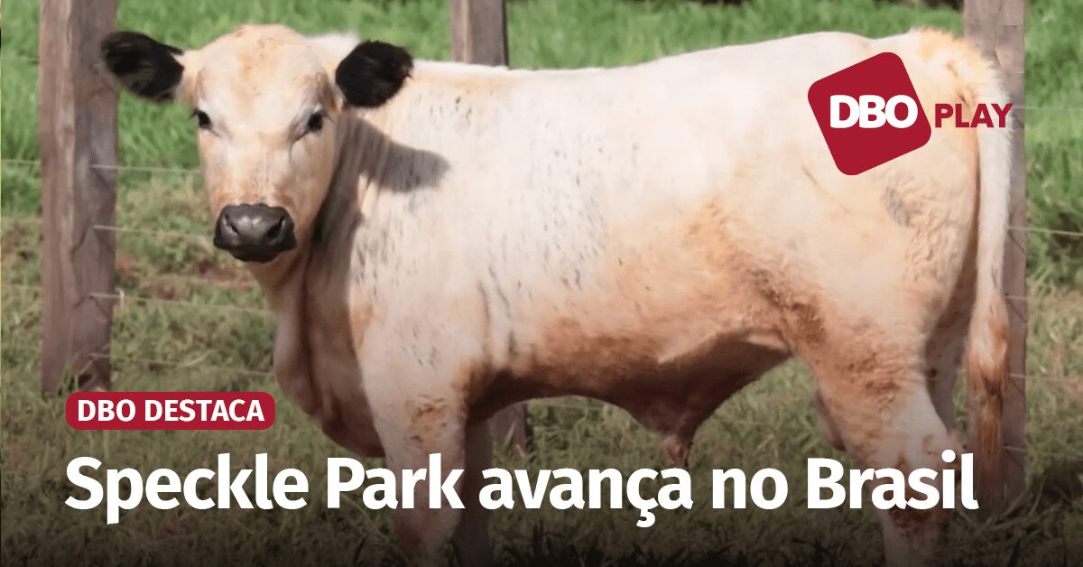 Qual raça bem sucedida na Austrália está começando a se destacar no País?