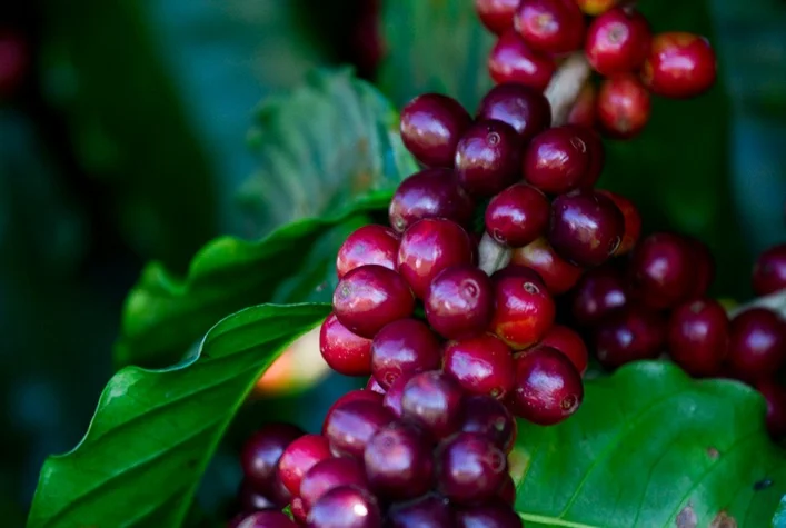 Qual será a produção total de café no mundo na safra 2023-2024, em volume físico equivalente a 174,3 milhões de sacas? 24 qual sera a producao total de cafe no mundo na safra 2023 2024 em volume fisico equivalente a 1743 milhoes de sacas