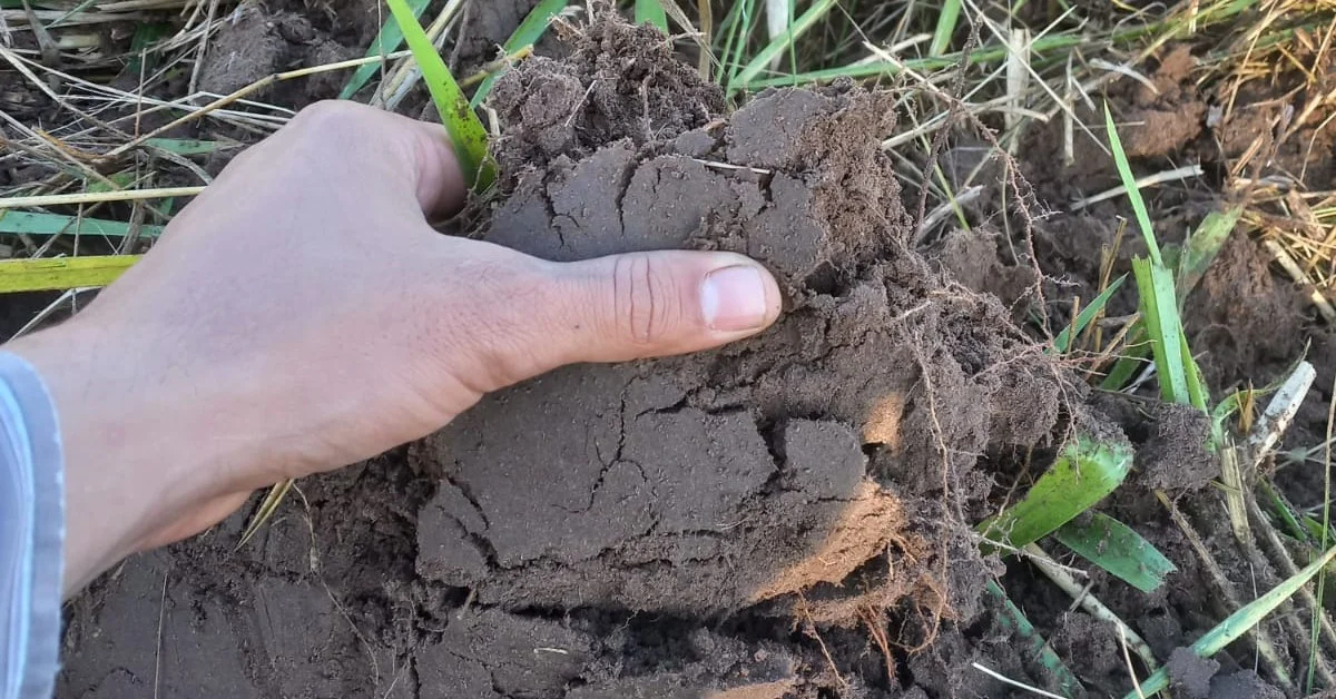 "Descubra como o Programa de Pastagens Degradadas protegerá o solo" • Portal DBO 18 qual startup recebeu financiamento da fapesp para desenvolver tecnologia de analise de solo 1