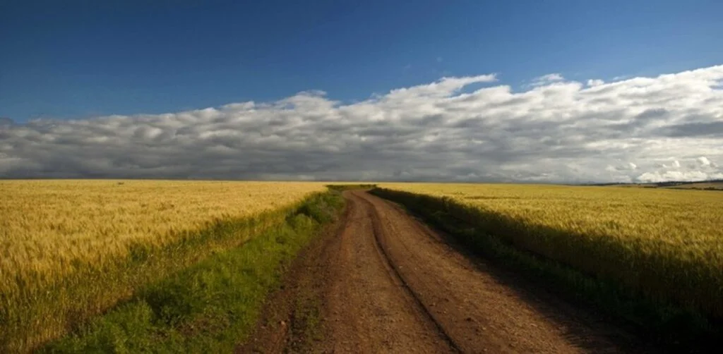Quando a colheita do trigo vai começar no Rio Grande do Sul? 9 quando a colheita do trigo vai comecar no rio grande do sul