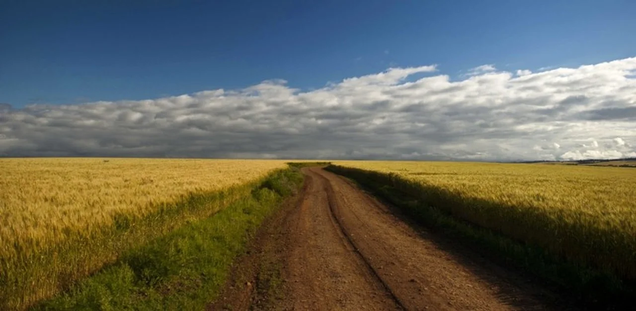 Quando a colheita do trigo vai começar no Rio Grande do Sul? 2 quando a colheita do trigo vai comecar no rio grande do sul