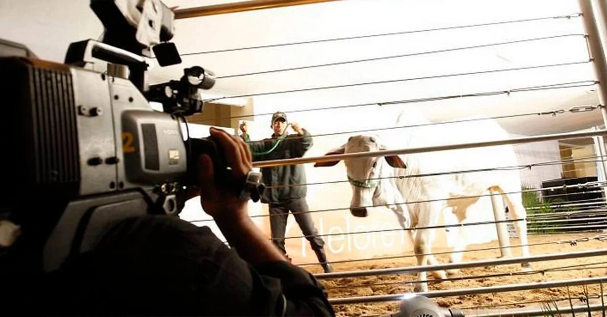 Leilões: dias melhores no mercado 1 quando a temporada de leiloes da expogenetica comeca 2