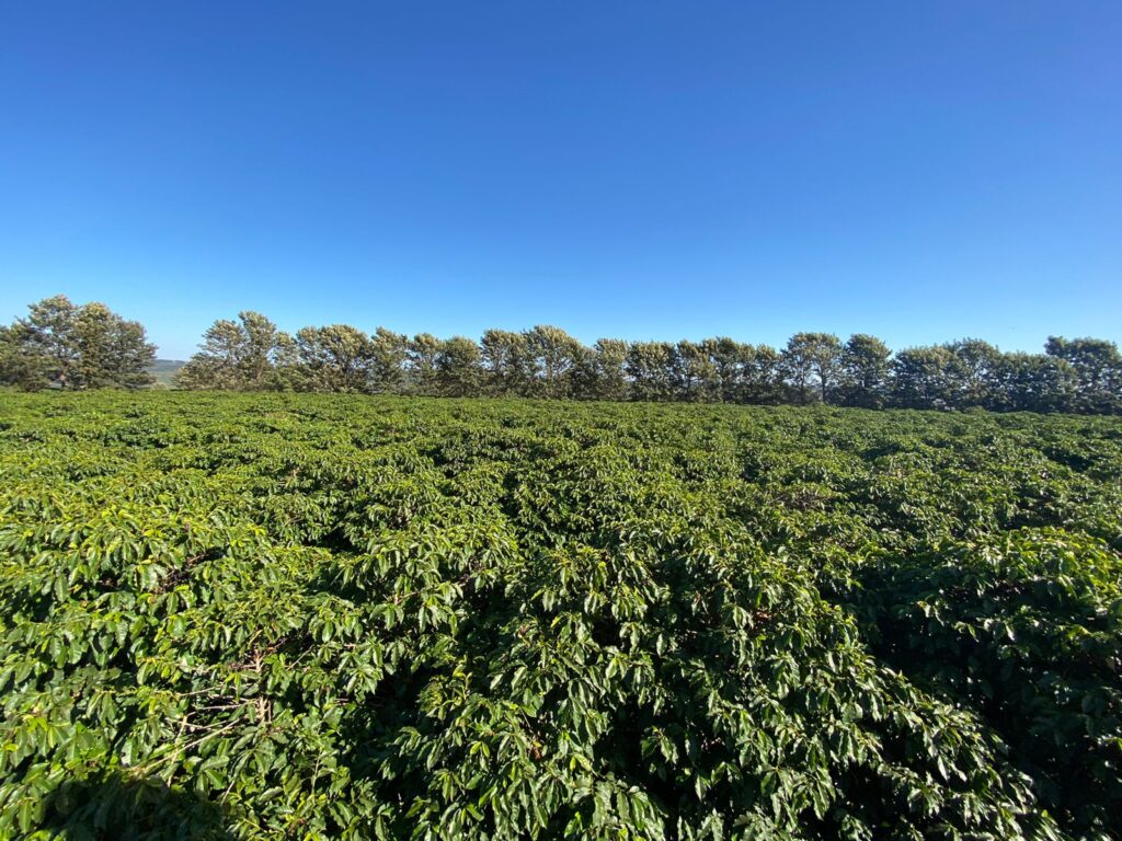 quando acontece o 11o premio da regiao do cerrado mineiro 1