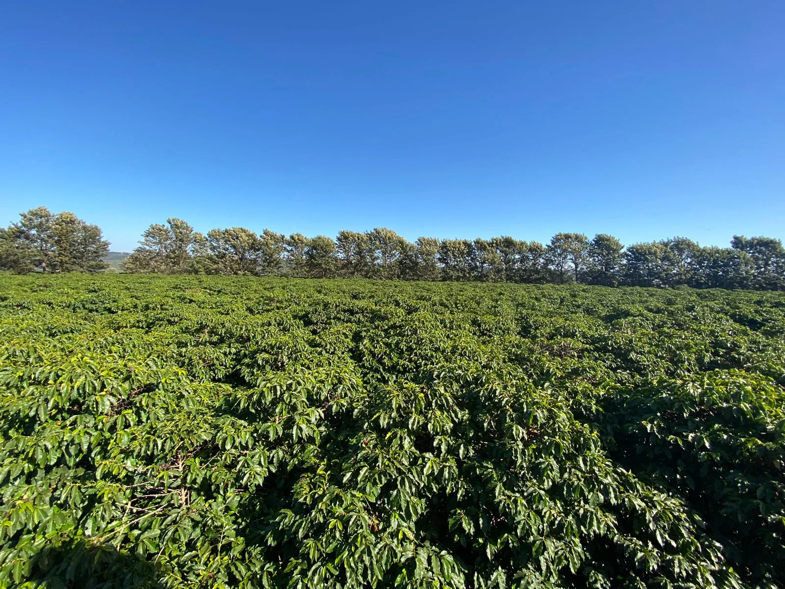 quando acontece o 11o premio da regiao do cerrado mineiro 1
