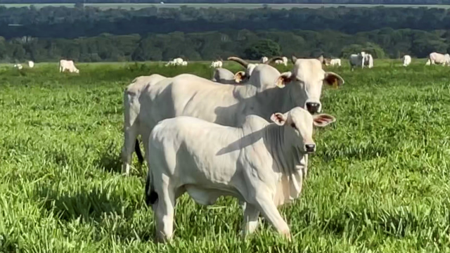 Adubação de pastagens: quando vale a pena investir?