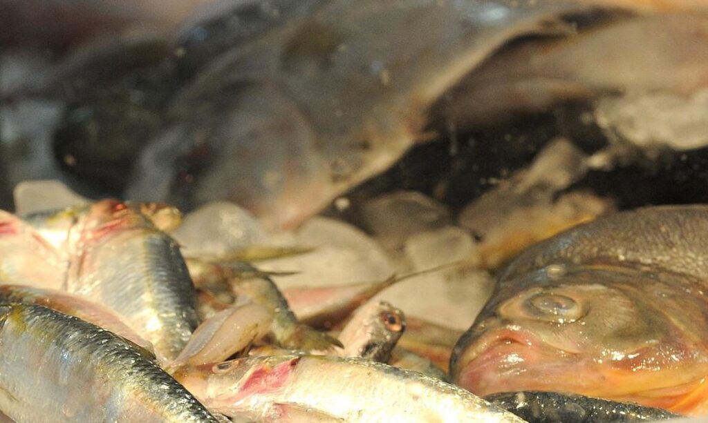 Quando o ministro abre a Semana do Pescado no Rio? 1 quando o ministro abre a semana do pescado no rio 1