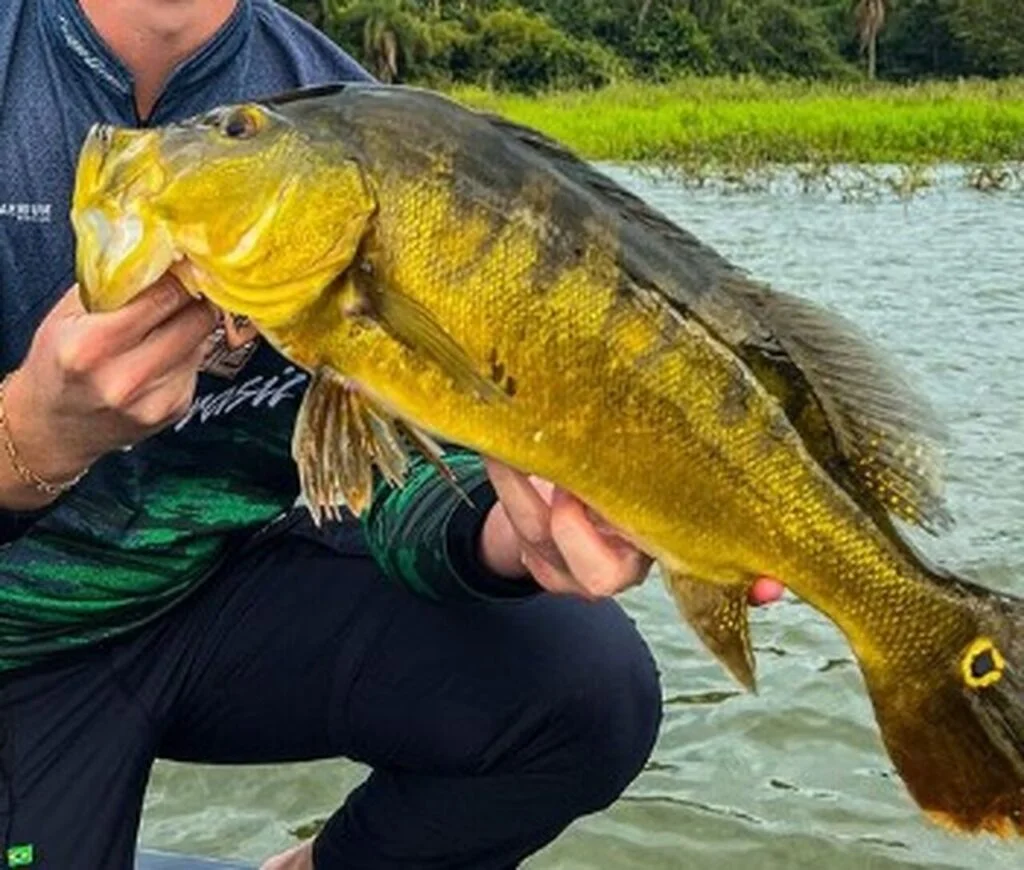 Quantas equipes vão participar da Pesca Esportiva ao tucunaré? 5 quantas equipes vao participar da pesca esportiva ao tucunare 1