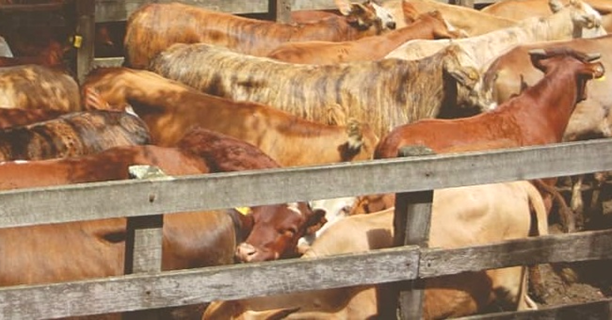 quantas reses sao ofertadas na remate em lavras do sul de acordo com o portal dbo 1