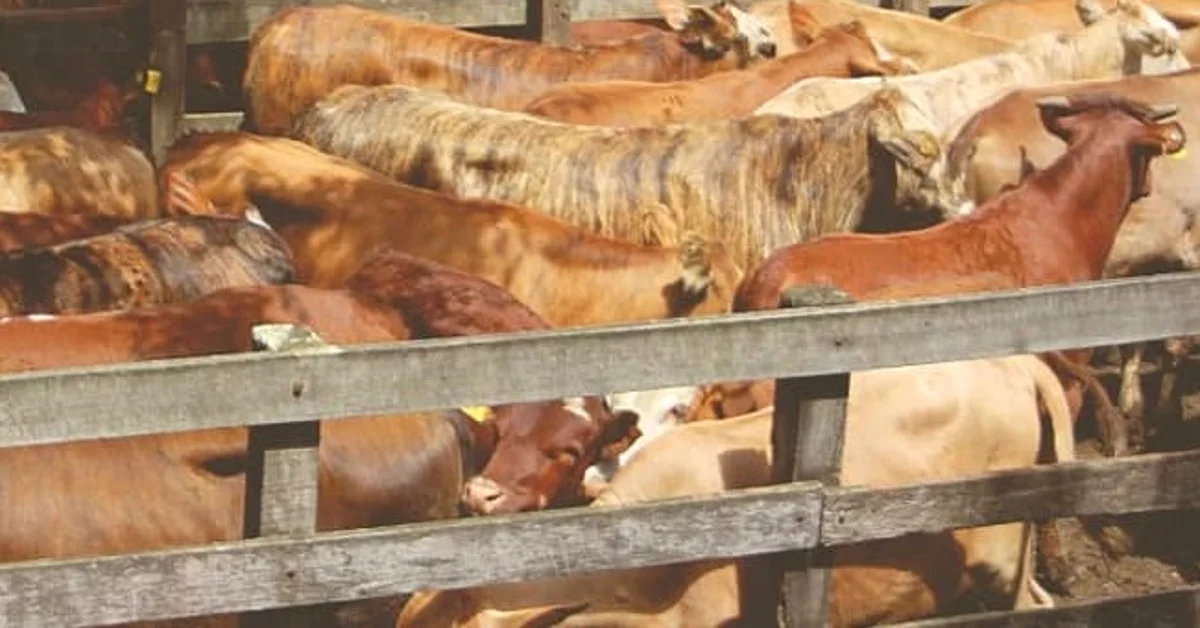 Quantas reses são ofertadas na remate em Lavras do Sul, de acordo com o Portal DBO? 1 quantas reses sao ofertadas na remate em lavras do sul de acordo com o portal dbo 1