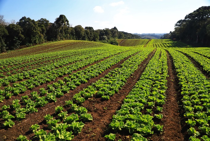 Quanto dinheiro a olericultura gerou ao Paraná em 2022 e qual é o seu impacto social?