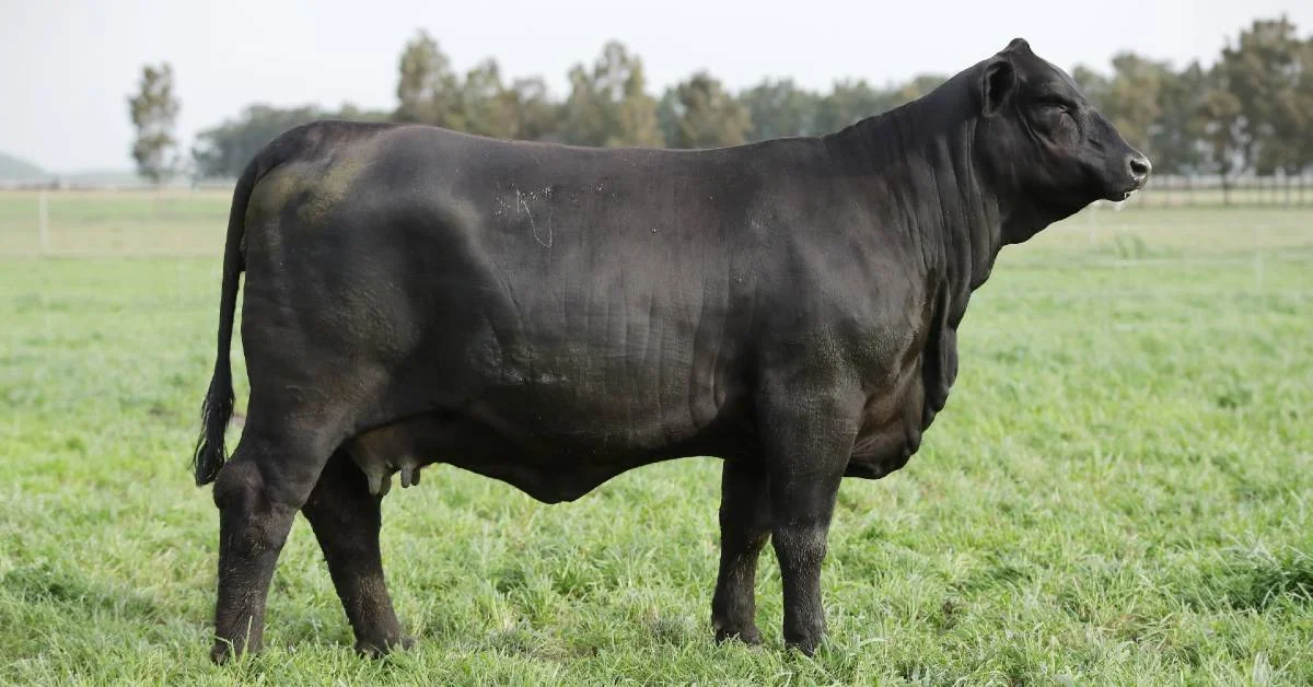 Quanto o '3º Rincon Code' movimentou em reais? 2 quanto o 3o rincon code movimentou em reais 2