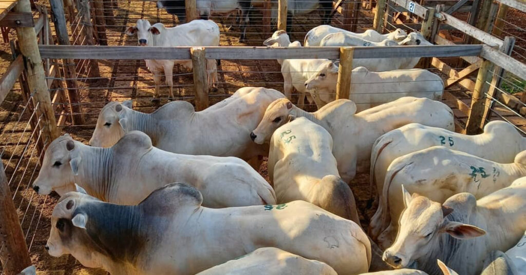 quantos animais foram ofertados em campo grande pelo portal dbo 1