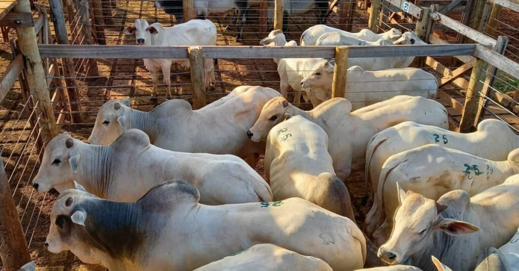 Quantos animais foram ofertados em Campo Grande pelo Portal DBO? 3 quantos animais foram ofertados em campo grande pelo portal dbo 1